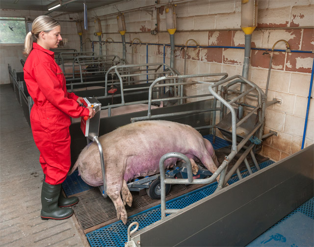 Porky's Pick Up XL in der Abferkelbucht Das neue Porky's Pick Up XL eignet sich auch in schmalen Abferkelbuchten. Hier ist die Sau bereits komplett auf der Kadaverkarre verladen.