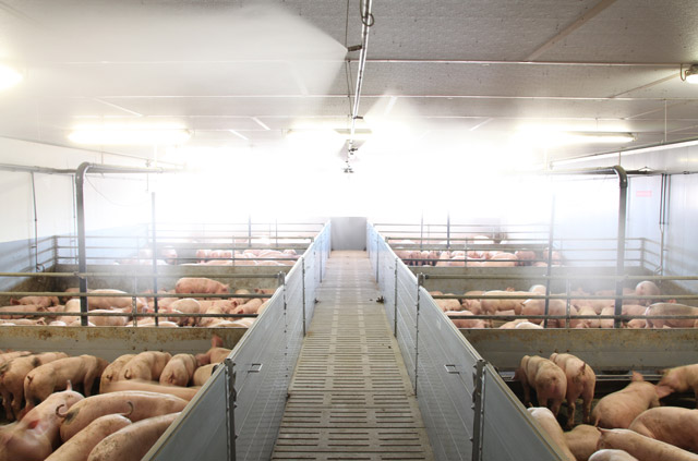Hochdruckkühlung im Maststall Die Hochdruckkühlung ist hier an den Zuluftklappen installiert und versprüht mit Hochdruck feinen Wassernebel. Dieser entzieht der Stallluft die Wärmeenergie und erzielt einen höchst effektiven Kühleffekt.
