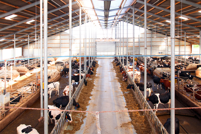 Niederdruckkühlung im Milchviehstall Die Niederdruckkühlung erziehlt im Milchviehstall enorme Erfolge im Erhalt der Milchleistung, durch gesteigertes Wohlbefinden der Tiere und damit gleichbleibende Futteraufnahme.