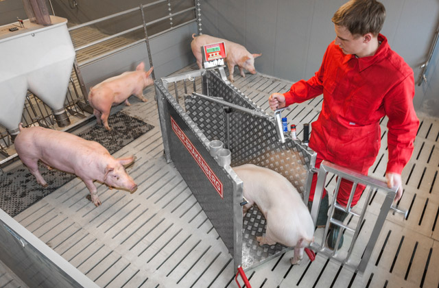 La función de retroalimentación de la báscula móvil para un solo animal es la herramienta ideal para pesar cerdos prácticamente delante del corral en la báscula y luego devolverlos rápidamente al corral.