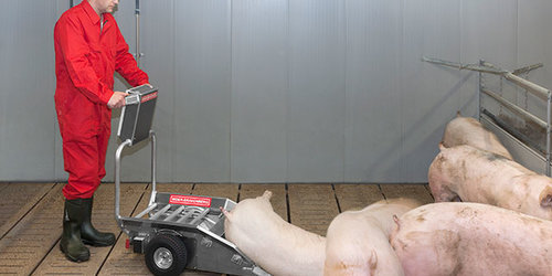 Porky's Pick Up - zum berührungslosen Kadaverabtransport Porky's Pick Up nimmt das verendete Tier über die Aufnahmewalzen auf, ohne dass der Anwender das Tier berühren muss. Anschließend kann es völlig ohne körperliche Anstrengung abtransportiert werden!