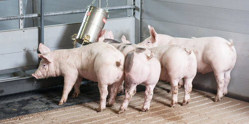 Neue Tierwohl Produkte Neue Tierwohl Produkte